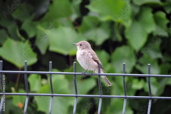 Fototapeta A spotted flycatcher sitting on a fence made of welded wire mesh panels, green leaves in the background