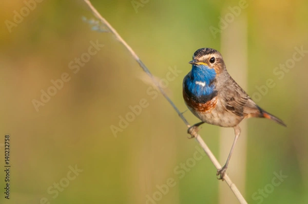 Obraz bluethroat sitting on a blade of grass
