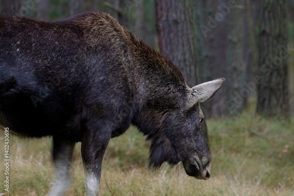 Fototapeta moose closeup