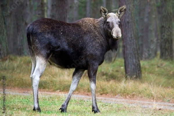 Fototapeta moose in forest