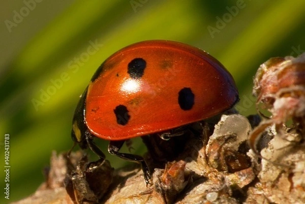 Fototapeta ladybird on a leaf