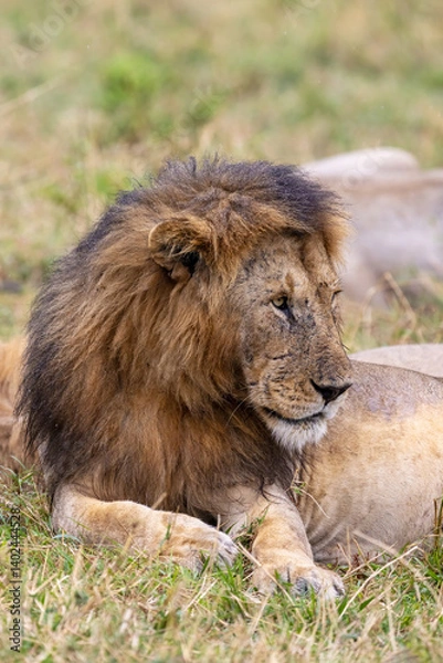 Obraz Adult male lion, panthera leo, resting with the pride in the Masai Mara, Kenya. Portrait view of this big cat with a wet mane in the summer rain.