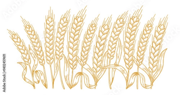Fototapeta Hand-Drawn Hatched Wheat and Rye Stalks Vector Illustration for Flour Packaging
