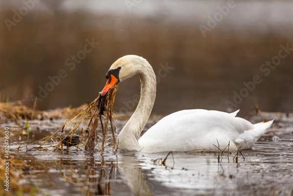 Obraz Mute swan in action