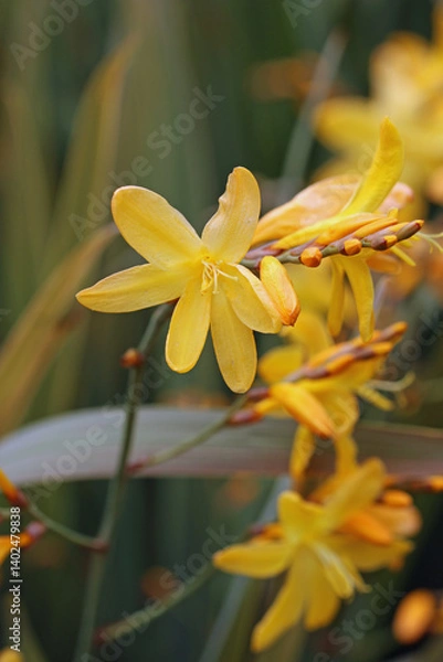 Fototapeta Orange crocosmia flowering spikes in close up