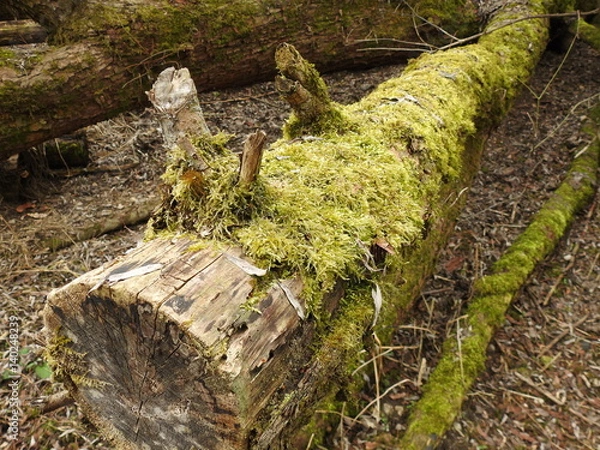 Obraz Moos auf Baumstamm (Biotop)