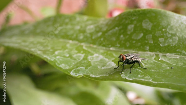 Fototapeta Close-up of a housefly on a green leaf. Macro photography of a housefly on a green fern.