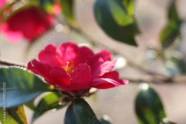 Fototapeta 椿の花