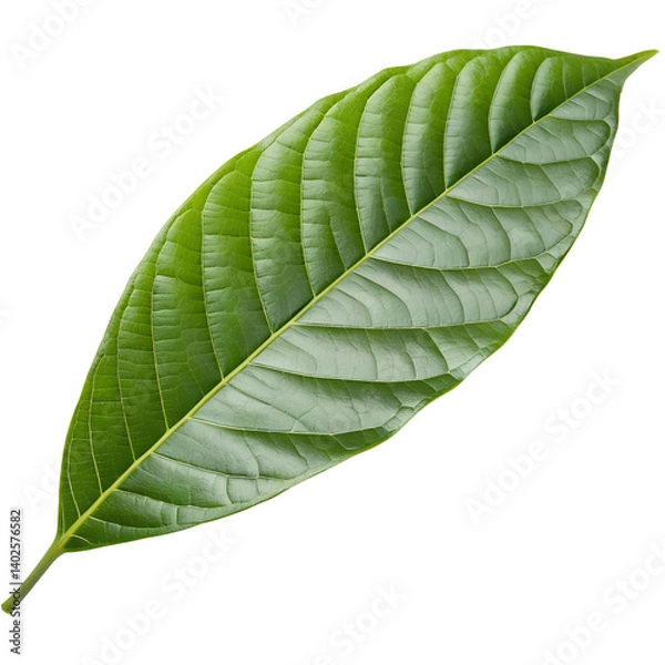 Fototapeta Single green tropical leaf isolated on transparent background, detailed botanical texture perfect for natural, organic, and eco-friendly design themes

