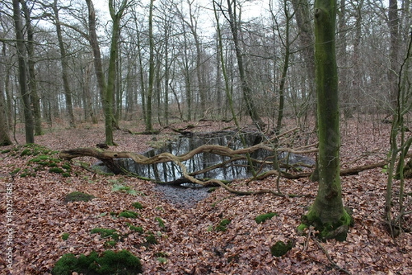 Obraz Moor im Wald