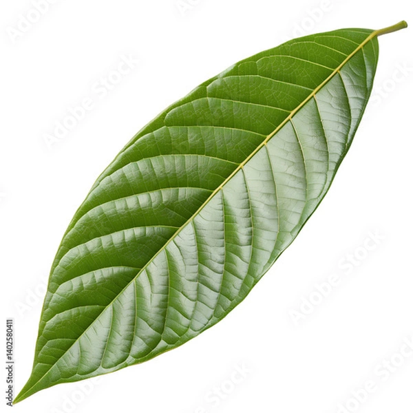 Fototapeta Single green tropical leaf isolated on transparent background, detailed botanical texture perfect for natural, organic, and eco-friendly design themes

