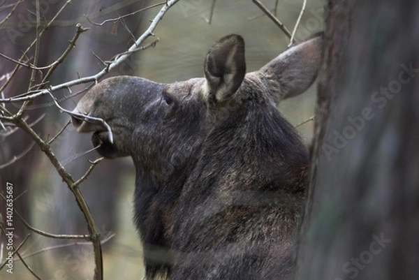 Fototapeta portrait of a wild moose