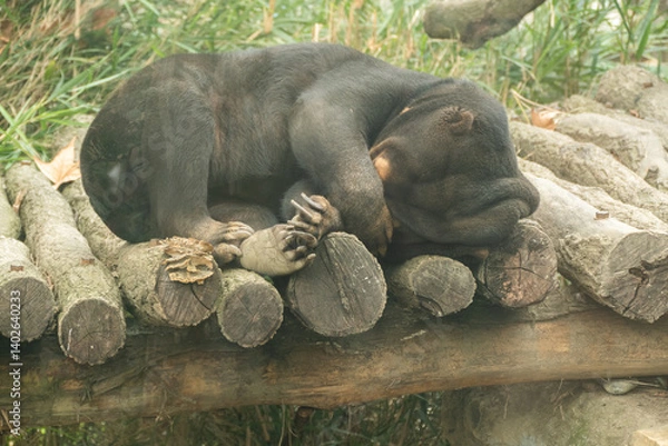 Fototapeta Grizzly bear in the Chengdu Zoo, China