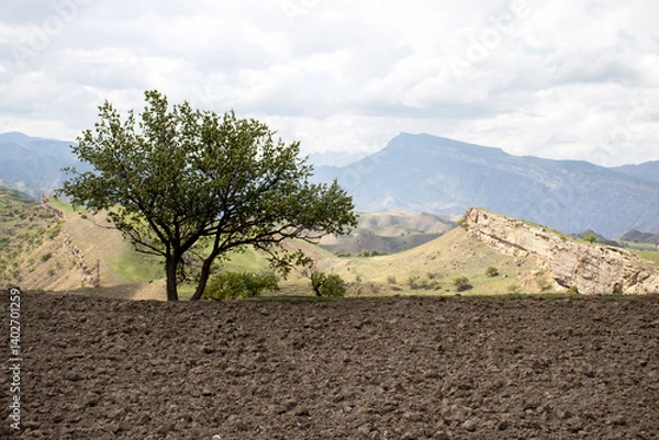 Obraz A lonely tree grows in a mountain valley. A tree near the mountains by the road on a sunny day. Mountain landscape on a summer day. Caucasus Mountains in summer.