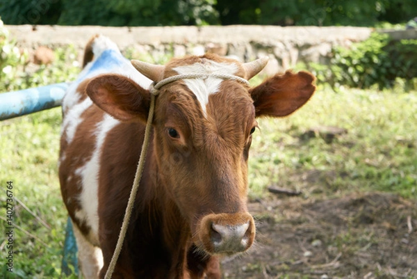 Fototapeta Veterinary fixation of a young white-brown bull using a rope on the horns