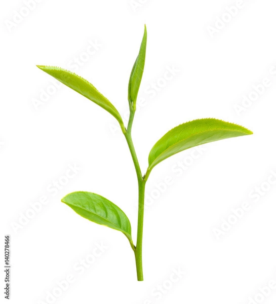 Fototapeta Green tea leaf isolated on white background