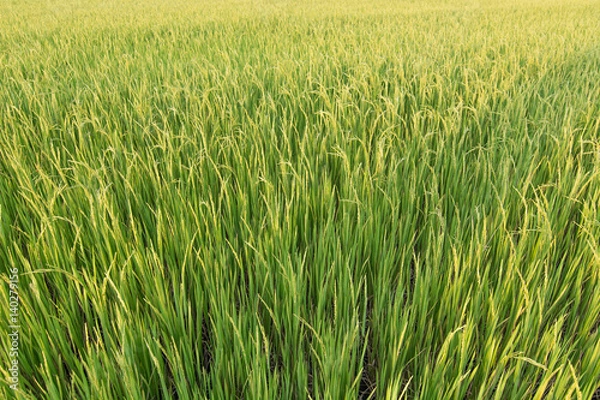 Fototapeta Rice field background and texture