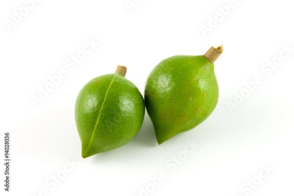 Obraz Two macadamias