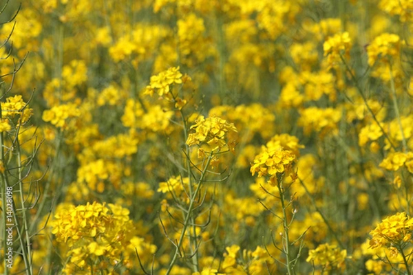 Obraz Barbarea vulgaris
