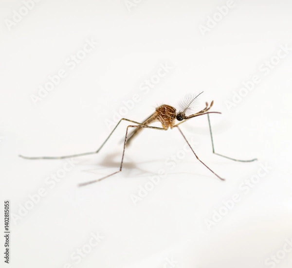 Fototapeta dangerous malaria infected mosquito isolated on white,leishmaniasis,encephalitis,yellow fever,dengue disease,mayaro,zika,eeev or eee virus infectious culex mosquito insect macro