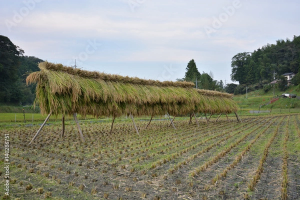 Fototapeta 稲の収穫