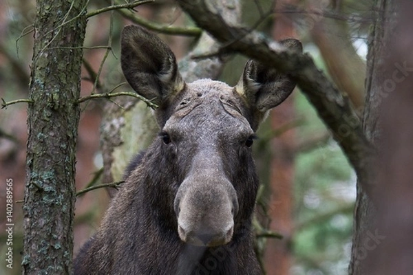 Fototapeta moose in forest