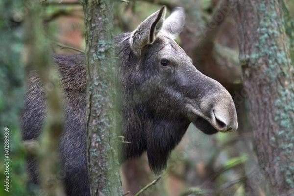 Fototapeta portrait of a moose
