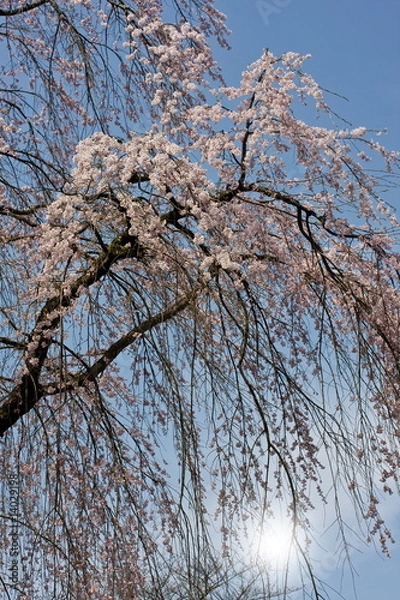 Fototapeta 枝垂れ桜