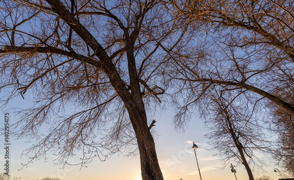 Fototapeta A tree with a few leaves is in the foreground of a blue sky