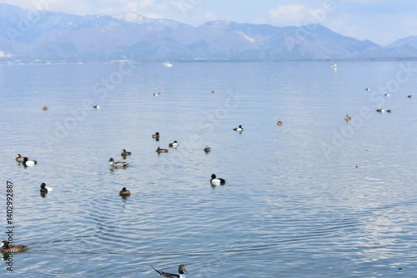 Obraz 猪苗代湖　鴨　鶏の様子