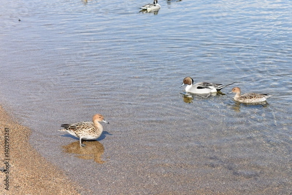 Obraz 猪苗代湖　鴨　鶏の様子