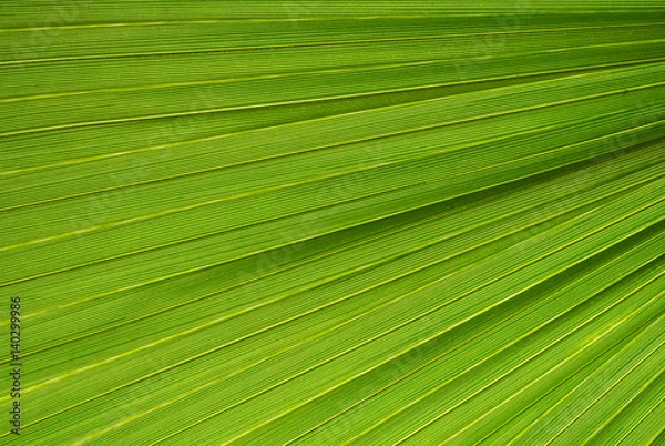 Fototapeta Palm leaf texture, a green natural background.