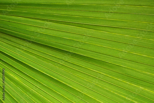 Fototapeta Palm leaf texture, a green natural background.