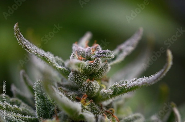 Obraz Cannabis flower