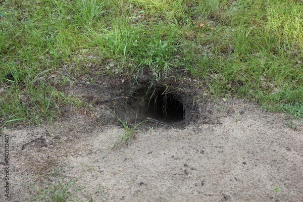 Fototapeta Badger sett in the ground in forest 20163