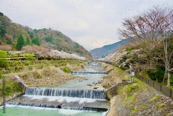 Obraz 綺麗な桜と川