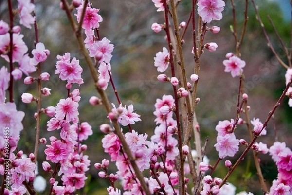 Obraz 綺麗な桜