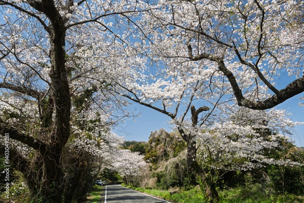 Obraz 「沼代桜の馬場」、満開の桜並木。東から西への景観