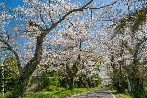 Obraz 「沼代桜の馬場」、満開の桜並木。西から東への景観