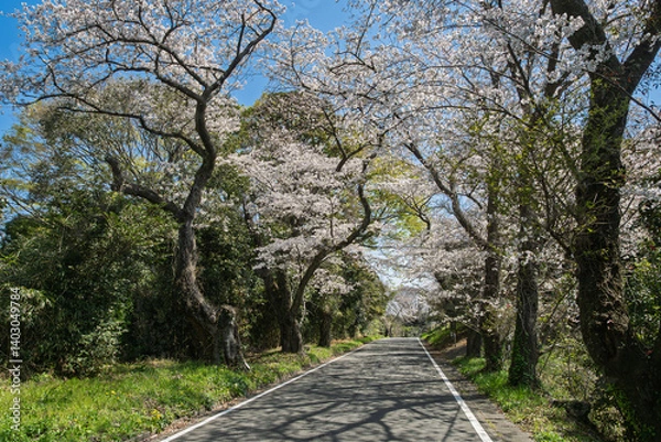 Obraz 「沼代桜の馬場」、満開の桜並木。西から東への景観