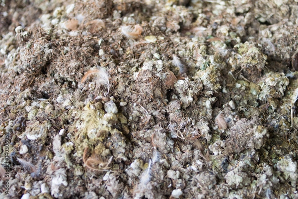 Fototapeta background of Chicken manure