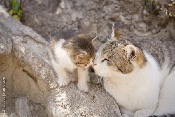 Obraz 春、甘える仔猫と母猫