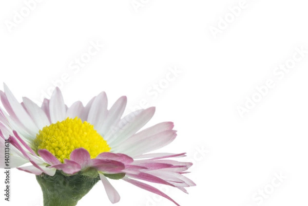 Obraz Gänseblümchen