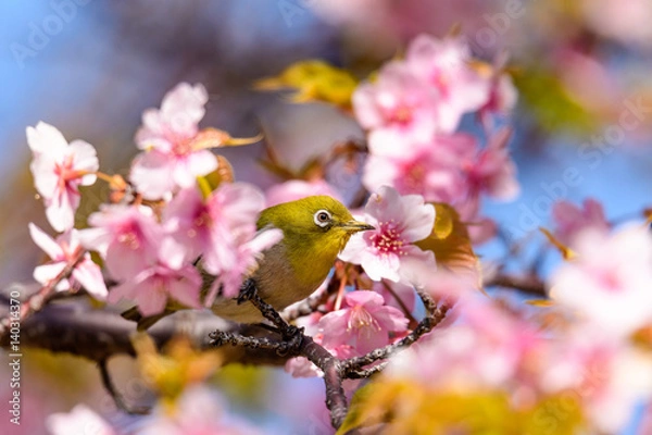 Fototapeta 河津桜とメジロ