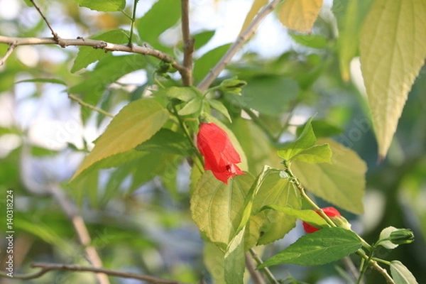 Obraz タイリンヒメフヨウ