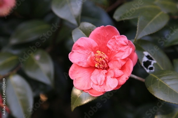 Fototapeta 椿の花
