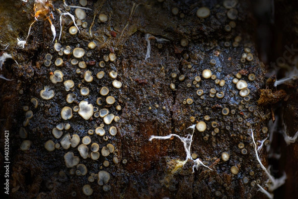 Fototapeta Mushrooms that grow in a damp, dark spot on a tree. Nature background. Natural and aesthetic mushroom photograph.