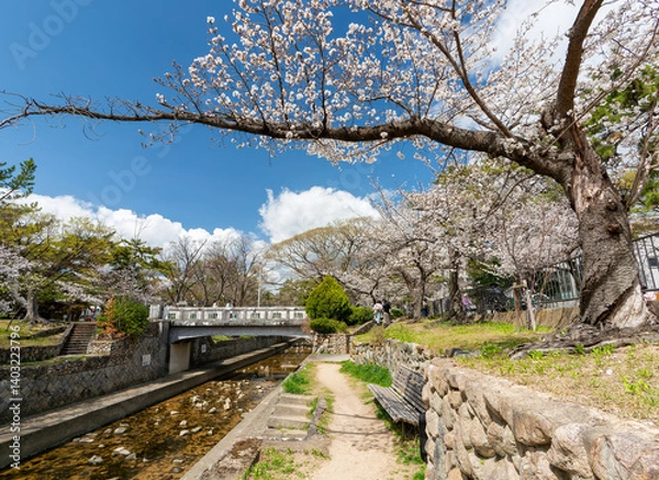 Obraz 兵庫県西宮市 春の夙川公園 翠橋