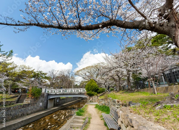 Obraz 兵庫県西宮市 春の夙川公園 翠橋