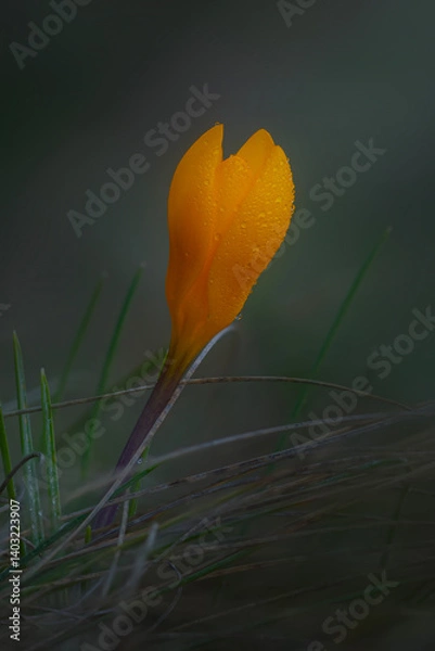 Fototapeta A wild flower that heralds the arrival of spring. Crocus chrysanthus. Nature background. 